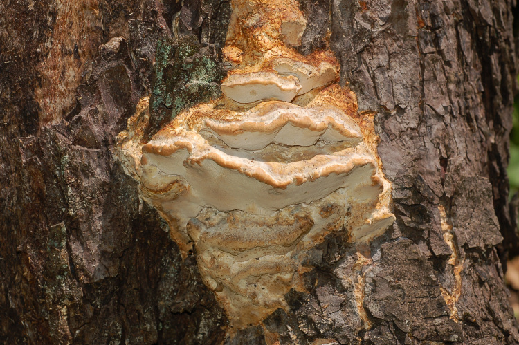 Fomitopsis iberica Melo & Ryvarden